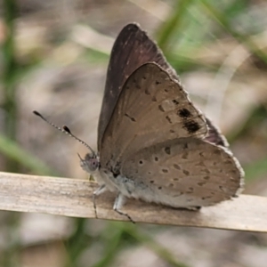 Erina hyacinthina at Stromlo, ACT - 14 Jan 2022 11:03 AM