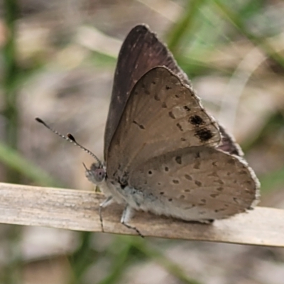 Erina hyacinthina (Varied Dusky-blue) at Stromlo, ACT - 14 Jan 2022 by trevorpreston