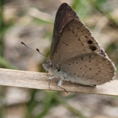 Erina hyacinthina at Stromlo, ACT - 14 Jan 2022 11:03 AM