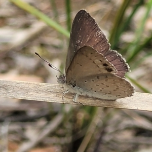 Erina hyacinthina at Stromlo, ACT - 14 Jan 2022 11:03 AM