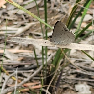 Erina hyacinthina at Stromlo, ACT - 14 Jan 2022 11:03 AM