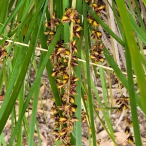 Lomandra longifolia at Stromlo, ACT - 14 Jan 2022