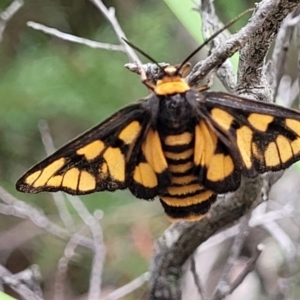 Amata (genus) at Stromlo, ACT - 14 Jan 2022 10:57 AM