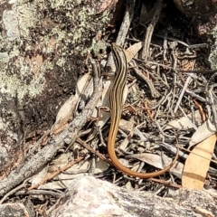 Ctenotus taeniolatus (Copper-tailed Skink) at Stromlo, ACT - 14 Jan 2022 by trevorpreston