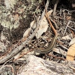 Ctenotus taeniolatus at Stromlo, ACT - 14 Jan 2022