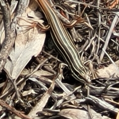 Ctenotus taeniolatus at Stromlo, ACT - 14 Jan 2022