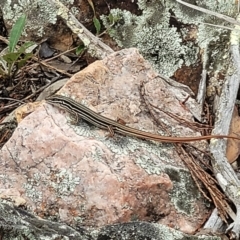 Ctenotus taeniolatus at Stromlo, ACT - 14 Jan 2022 10:48 AM