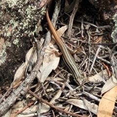 Ctenotus taeniolatus at Stromlo, ACT - 14 Jan 2022