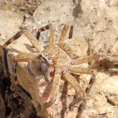 Neosparassus diana at Stromlo, ACT - 14 Jan 2022 by trevorpreston