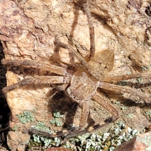 Neosparassus diana at Stromlo, ACT - 14 Jan 2022