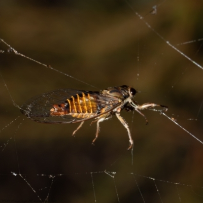 Yoyetta celis (Silver Princess Cicada) at Macgregor, ACT - 13 Jan 2022 by Roger