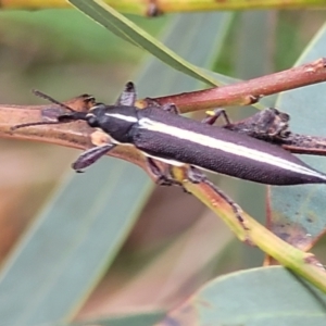 Rhinotia suturalis at Stromlo, ACT - 14 Jan 2022