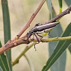 Rhinotia suturalis at Stromlo, ACT - 14 Jan 2022