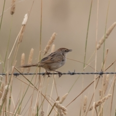 Cincloramphus timoriensis (Tawny Grassbird) at Dunlop, ACT - 14 Jan 2022 by rawshorty