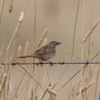 Cincloramphus timoriensis (Tawny Grassbird) at West Belconnen Pond - 13 Jan 2022 by rawshorty