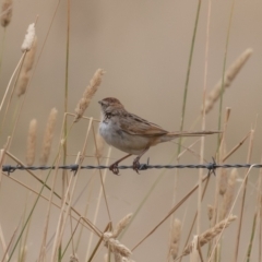 Cincloramphus timoriensis at Dunlop, ACT - 14 Jan 2022