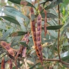 Acacia rubida (Red-stemmed Wattle, Red-leaved Wattle) at Stromlo, ACT - 14 Jan 2022 by trevorpreston
