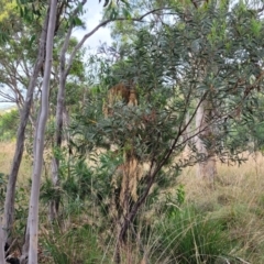 Acacia rubida at Stromlo, ACT - 14 Jan 2022 10:35 AM