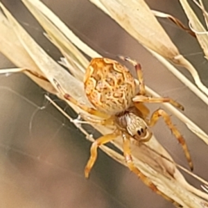 Salsa fuliginata at Stromlo, ACT - 14 Jan 2022