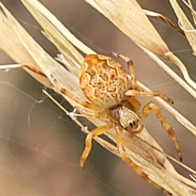 Salsa fuliginata (Sooty Orb-weaver) at Stromlo, ACT - 14 Jan 2022 by trevorpreston