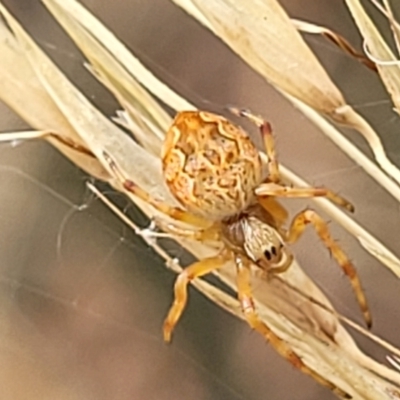 Salsa fuliginata (Sooty Orb-weaver) at Stromlo, ACT - 13 Jan 2022 by tpreston