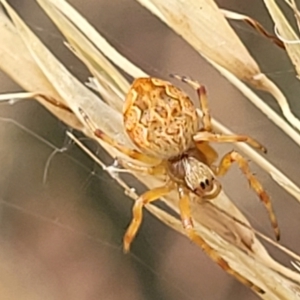 Salsa fuliginata at Stromlo, ACT - 14 Jan 2022 10:31 AM