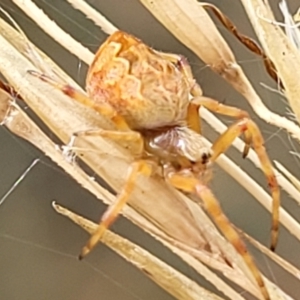 Salsa fuliginata at Stromlo, ACT - 14 Jan 2022