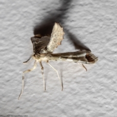 Sceliodes cordalis (Eggfruit Caterpillar, Poroporo Fruit Borer) at Macgregor, ACT - 13 Jan 2022 by Roger