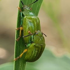 Calomela pallida (Leaf beetle) at Stromlo, ACT - 13 Jan 2022 by tpreston