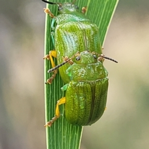 Calomela pallida at Stromlo, ACT - 14 Jan 2022 10:28 AM