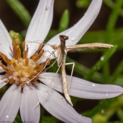 Platyptilia celidotus (Plume Moth) at Latham, ACT - 14 Jan 2022 by Roger