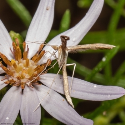 Platyptilia celidotus (Plume Moth) at Latham, ACT - 14 Jan 2022 by Roger