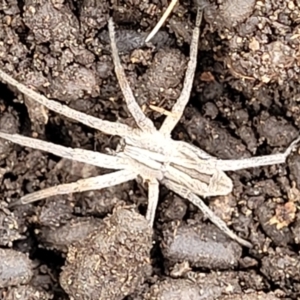 Argoctenus sp. (genus) at Stromlo, ACT - 14 Jan 2022 10:23 AM