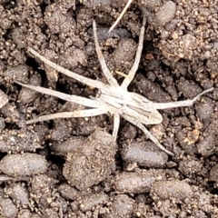 Argoctenus sp. (genus) at Stromlo, ACT - 14 Jan 2022 10:23 AM