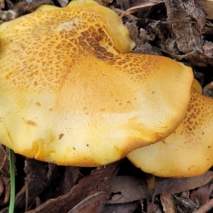 zz agaric (stem; gills not white/cream) at Stromlo, ACT - 14 Jan 2022 10:19 AM