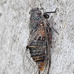 Atrapsalta furcilla (Southern Mountain Squeaker) at Stromlo, ACT - 14 Jan 2022 by trevorpreston