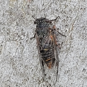 Atrapsalta furcilla at Stromlo, ACT - 14 Jan 2022