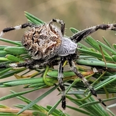 Backobourkia (genus) (An orb weaver) at Stromlo, ACT - 14 Jan 2022 by trevorpreston