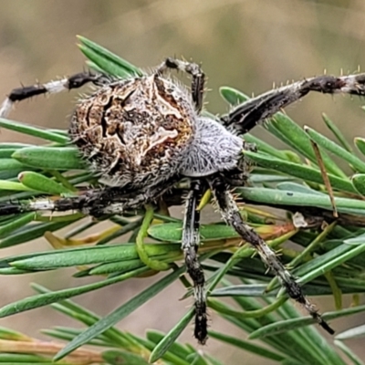 Backobourkia sp. (genus) (An orb weaver) at Stromlo, ACT - 13 Jan 2022 by tpreston