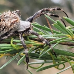 Backobourkia sp. (genus) at Stromlo, ACT - 14 Jan 2022 10:16 AM