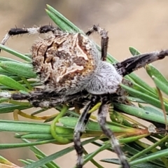 Backobourkia sp. (genus) at Stromlo, ACT - 14 Jan 2022