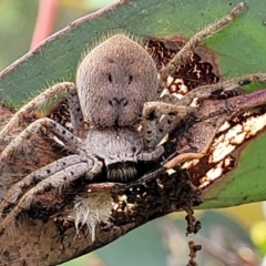 Isopedella pessleri (A huntsman spider) at Stromlo, ACT - 13 Jan 2022 by trevorpreston