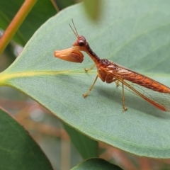 Mantispidae (family) (Unidentified mantisfly) at Stromlo, ACT - 14 Jan 2022 by trevorpreston