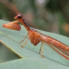 Mantispidae (family) at Stromlo, ACT - 14 Jan 2022