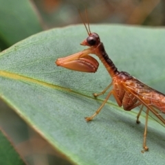 Mantispidae (family) at Stromlo, ACT - 14 Jan 2022 10:07 AM