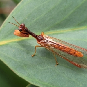 Mantispidae (family) at Stromlo, ACT - 14 Jan 2022