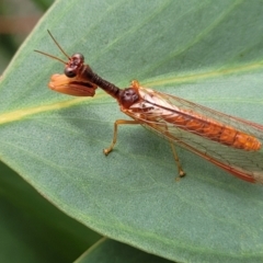 Mantispidae (family) at Stromlo, ACT - 14 Jan 2022 10:07 AM