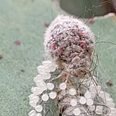 Anestia (genus) at Stromlo, ACT - 14 Jan 2022