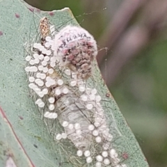 Anestia (genus) at Stromlo, ACT - 14 Jan 2022