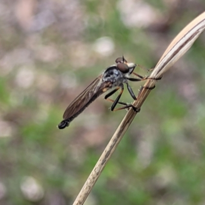 Cerdistus sp. (genus) (Slender Robber Fly) at Stromlo, ACT - 13 Jan 2022 by tpreston